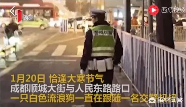 如何看待成都街头流浪小狗求助辅警，守候路边等他下班，最终被收养？