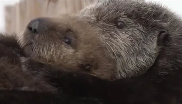 哪种动物喜欢把海藻缠绕在身上 什么动物喜欢把海藻缠在身上