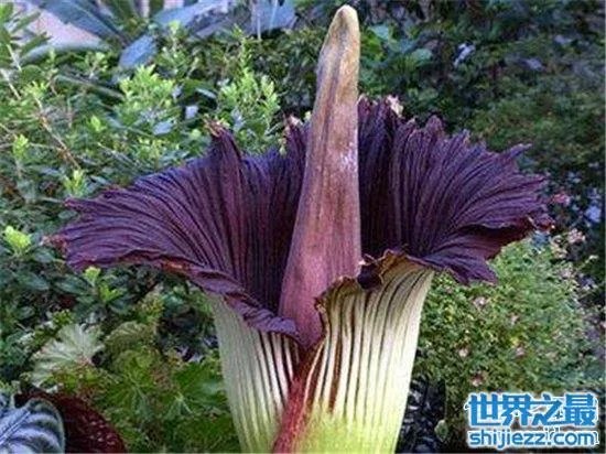 尸臭魔芋最高可达三米,绽放时发出尸体腐烂的气味
