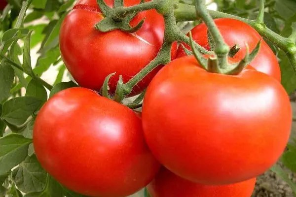 当时杨贵妃能吃到西红柿吗