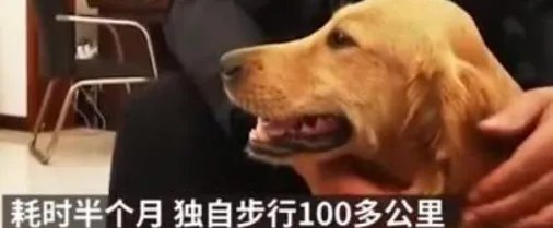 被寄养金毛暴走100多公里回家，为什么动物能够准确记住回家的路？