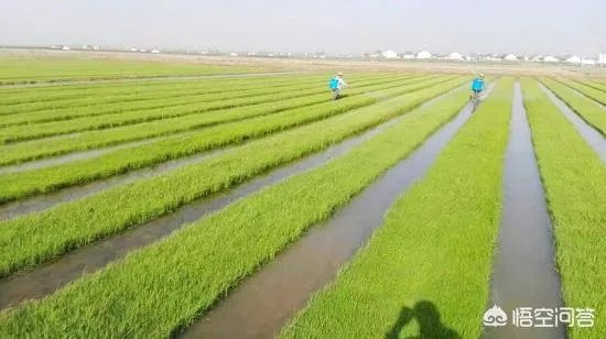 华为与袁隆平合作开发海水稻。你怎样看海水稻经济效益？是否可行？