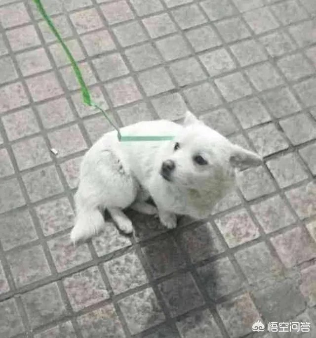 如何看待成都街头流浪小狗求助辅警，守候路边等他下班，最终被收养？