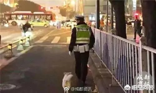 如何看待成都街头流浪小狗求助辅警，守候路边等他下班，最终被收养？