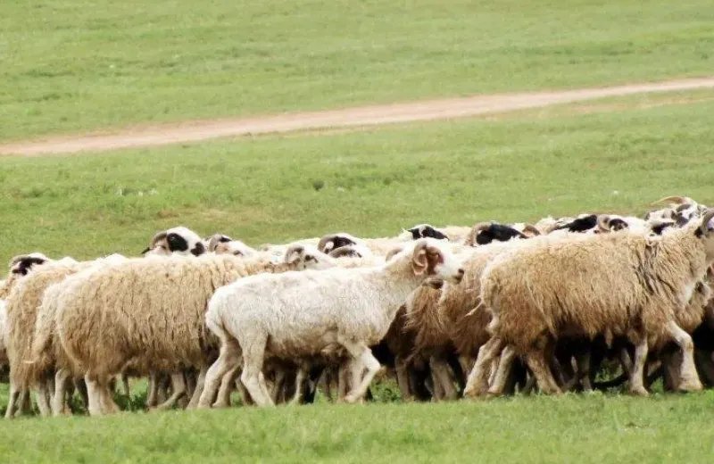 蒙古国捐赠3万只羊入境了吗？