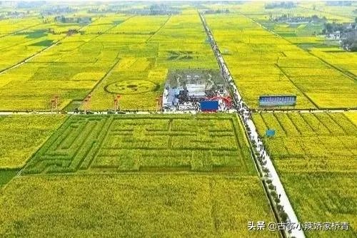 华为与袁隆平合作开发海水稻。你怎样看海水稻经济效益？是否可行？