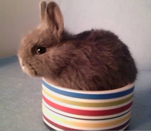 侏儒兔能长多大 哥伦比亚盆地侏儒兔寿命是多少年