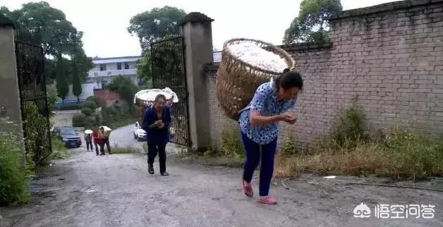 今年蚕茧价格好不好?