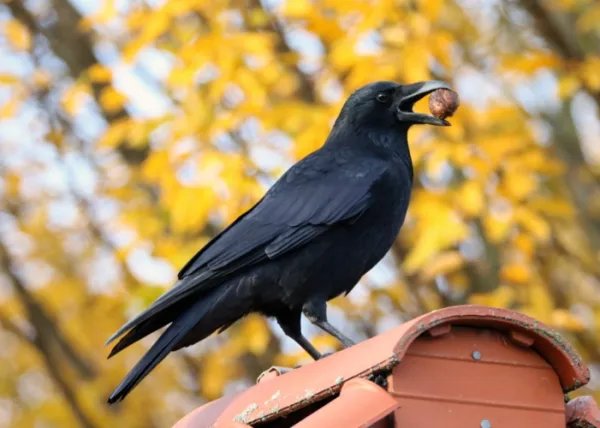 乌鸦为什么会被称为世界上最聪明的鸟?