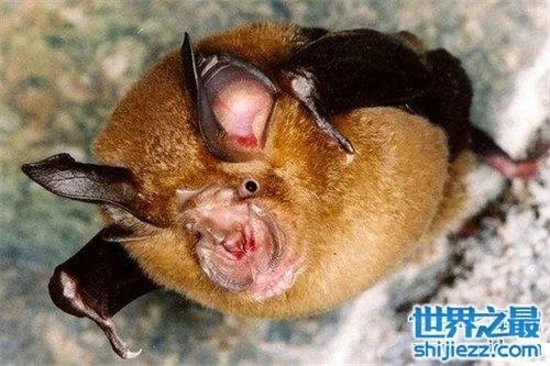 中华菊花蝠是SARS病毒传播源头 潜在多种病毒危害
