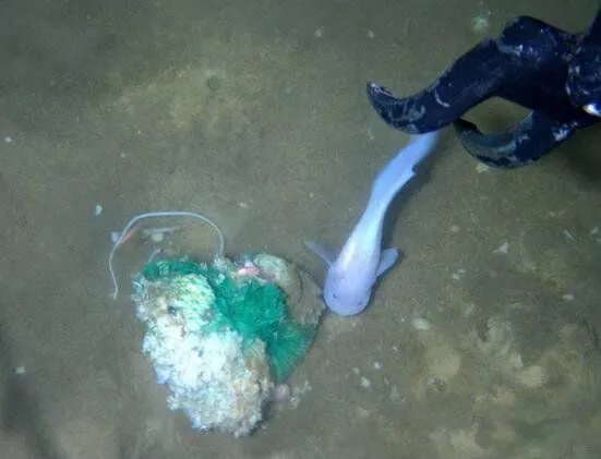 蛟龙号潜水员吓疯事件怎么回事 目击事件真相