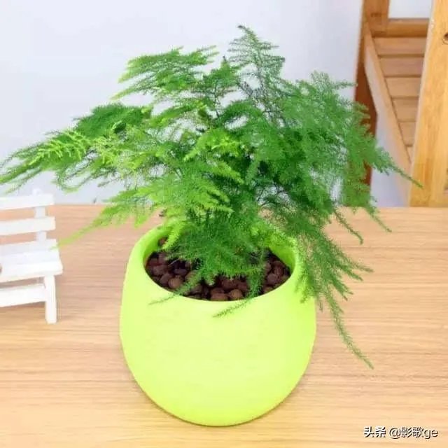 适合养文竹的花盆?