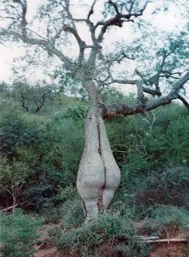 马蓉新浪微博圣诞节深夜发文,瞬间评论高达10万,阅读量过百万,对此你有什么看法?