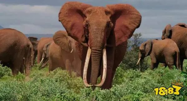 象群的首领是雌性还是雄性 首领一般由公象还是母象担任？