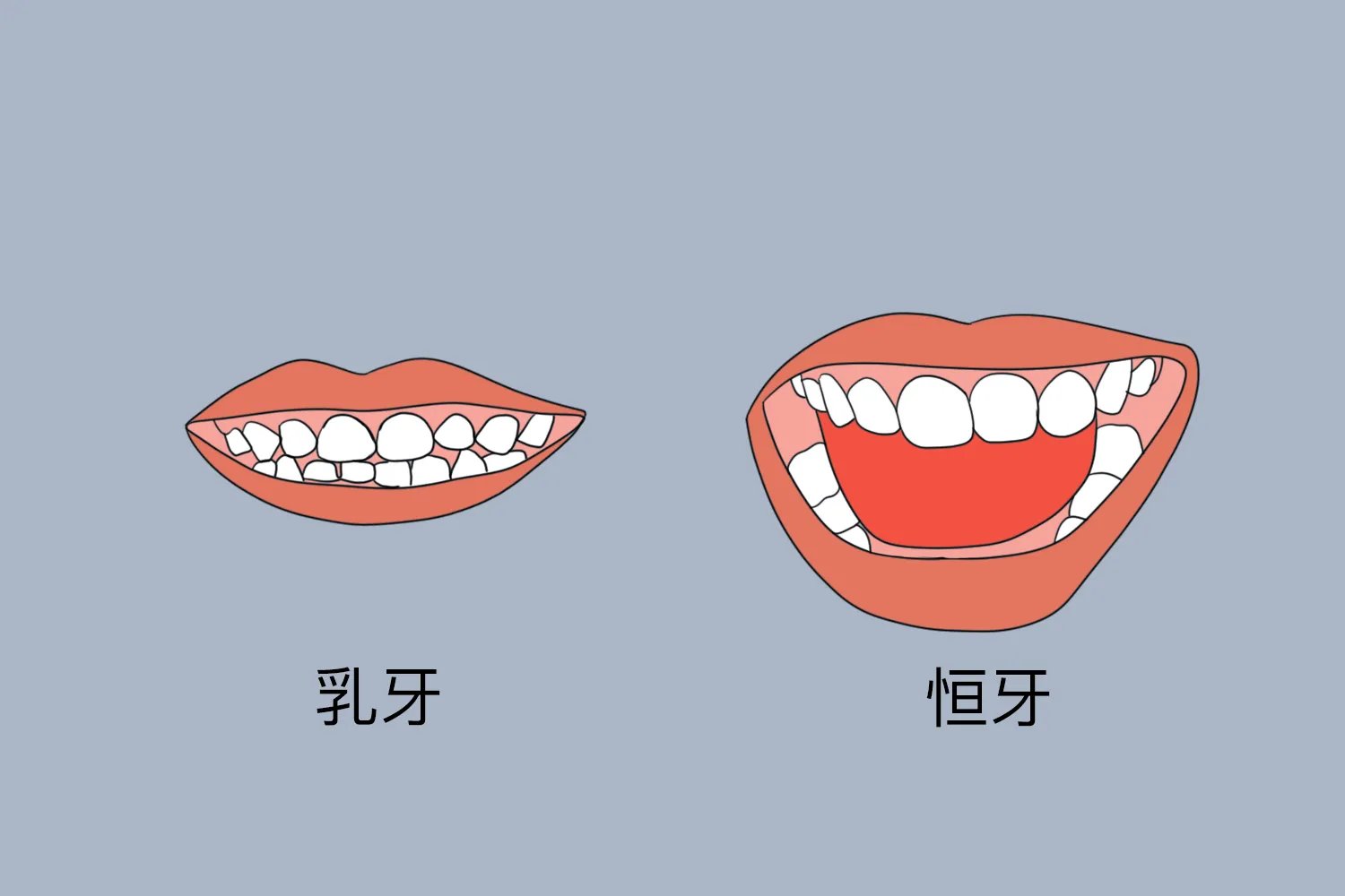 乳牙和恒牙的区别图片