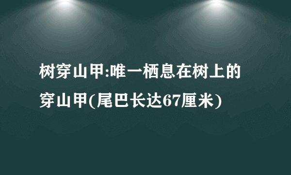 树穿山甲:唯一栖息在树上的穿山甲(尾巴长达67厘米)