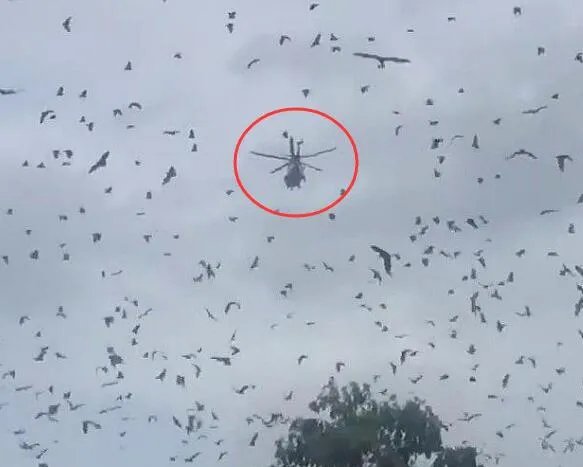 澳大利亚火灾最新消息 大火未灭遭25万只蝙蝠侵袭