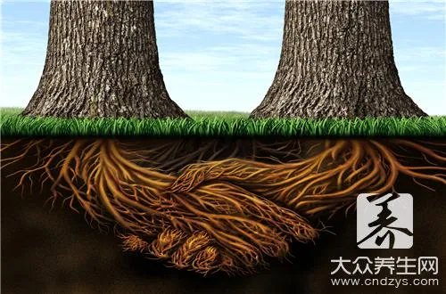 防治白蚁用什么药