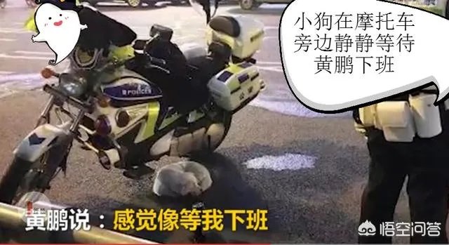 如何看待成都街头流浪小狗求助辅警，守候路边等他下班，最终被收养？