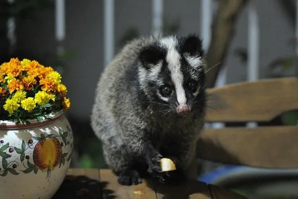 果子狸现身重庆阴条岭，它的外形有何特征？