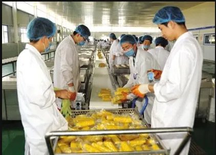 玉米深加工都可以加工什么产品，关于玉米的加工项目有哪些？