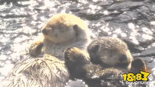 哪种动物喜欢把海藻缠绕在身上枕浪而睡?