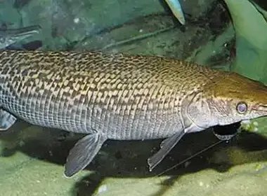 寺庙放生池现1.2米长鳄雀鳝，这种鱼放生后会有哪些危害？