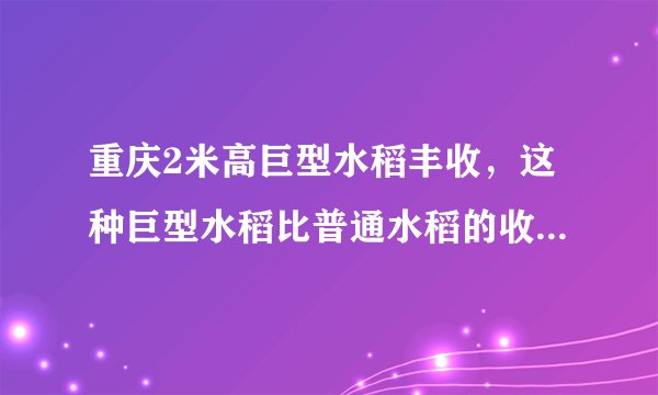 重庆2米高巨型水稻丰收,这种巨型水稻比普通水稻的收成要高多少?