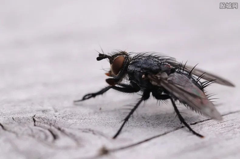 专家回应蚊蝇是否会传播新冠病毒 答案是这样的