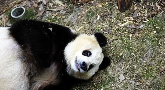 熊猫苏苏去世了吗？