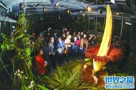 尸臭魔芋最高可达三米,绽放时发出尸体腐烂的气味