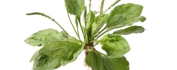 车前子的功效与作用