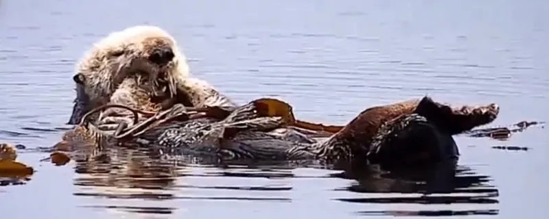 哪种动物喜欢把海藻缠绕在身上 什么动物喜欢把海藻缠在身上