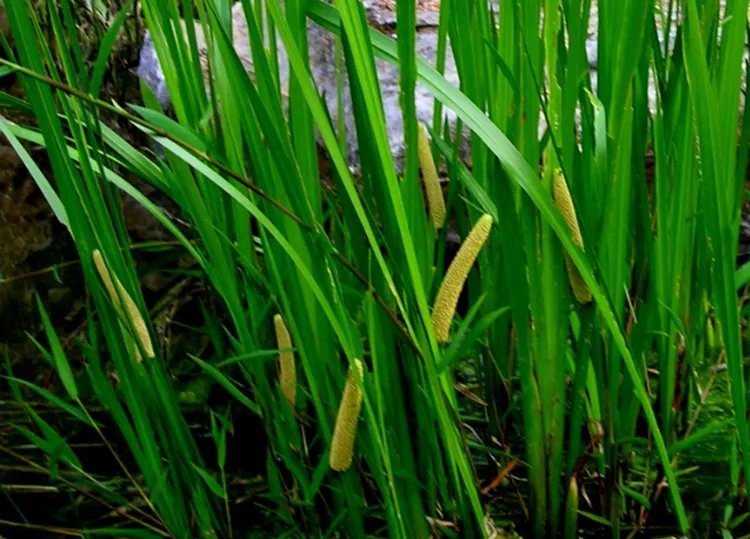 菖蒲的功效与作用