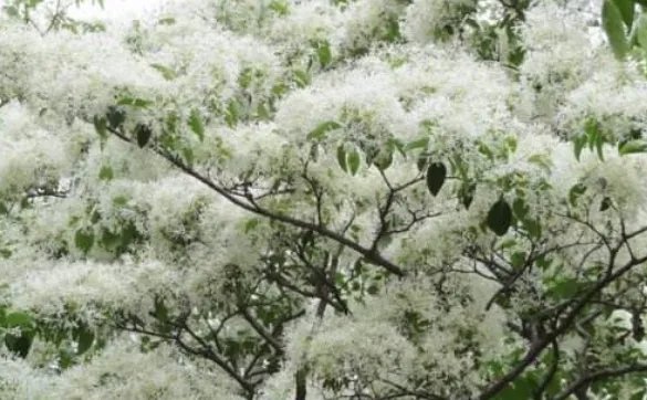 每当雪花纷纷飘落是哪首歌的歌词