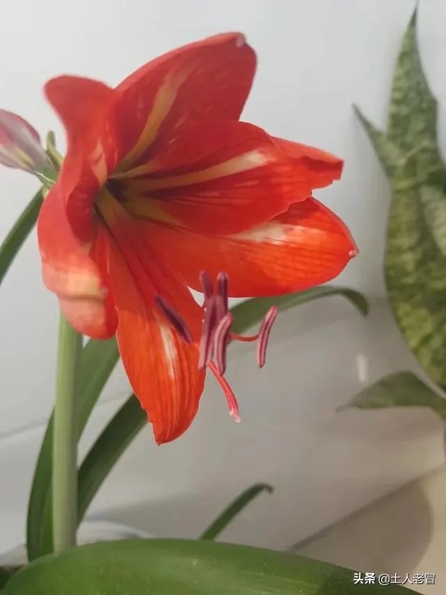 世界上是先有汽车还是先有红绿灯呢?