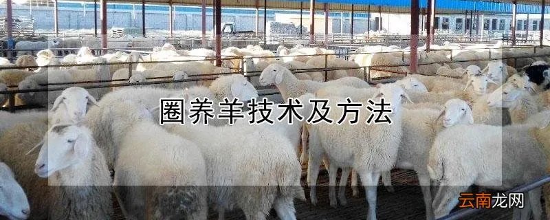 圈养羊技术及方法
