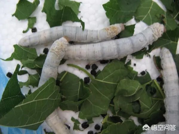 今年蚕茧价格好不好?