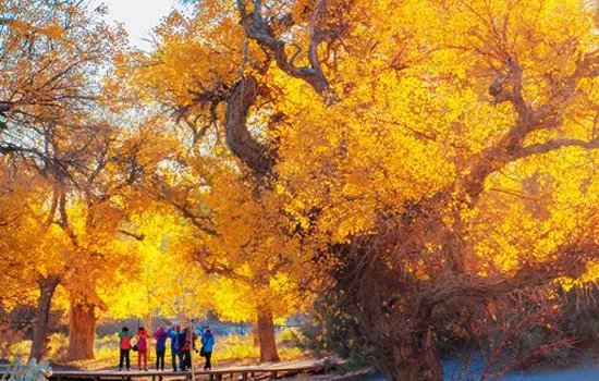 关于胡杨林的资料?