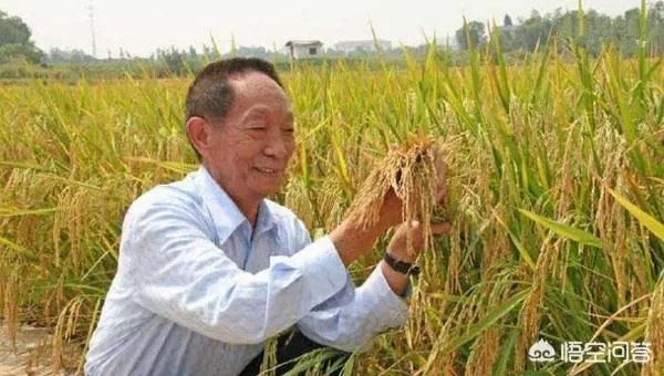 华为与袁隆平合作开发海水稻。你怎样看海水稻经济效益？是否可行？