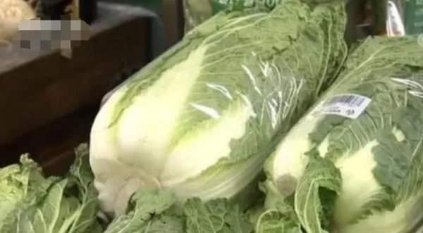 韩国白菜价格暴涨，一颗要多少钱？
