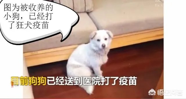 如何看待成都街头流浪小狗求助辅警，守候路边等他下班，最终被收养？