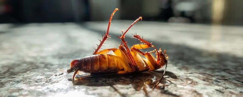 蟑螂脏不脏 蟑螂到底有多脏