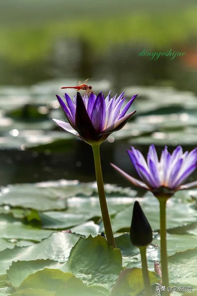 增距镜如何使用?