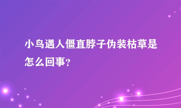 小鸟遇人僵直脖子伪装枯草是怎么回事?
