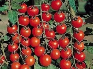 当时杨贵妃能吃到西红柿吗