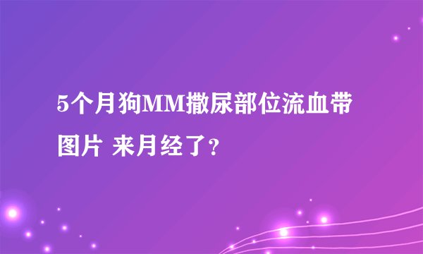 5个月狗MM撒尿部位流血带图片 来月经了？