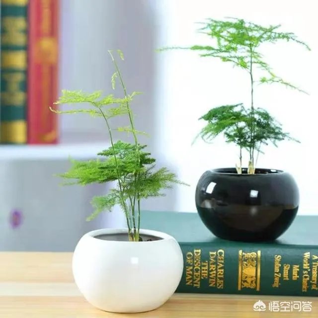 适合养文竹的花盆?