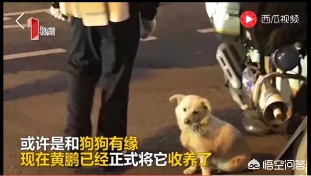 如何看待成都街头流浪小狗求助辅警，守候路边等他下班，最终被收养？