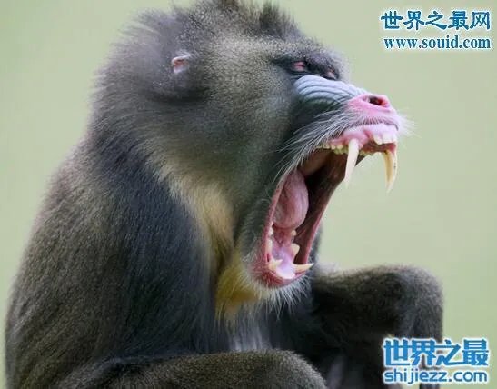 山魈食人图是真的吗,历史上竟存在人吃人的风俗